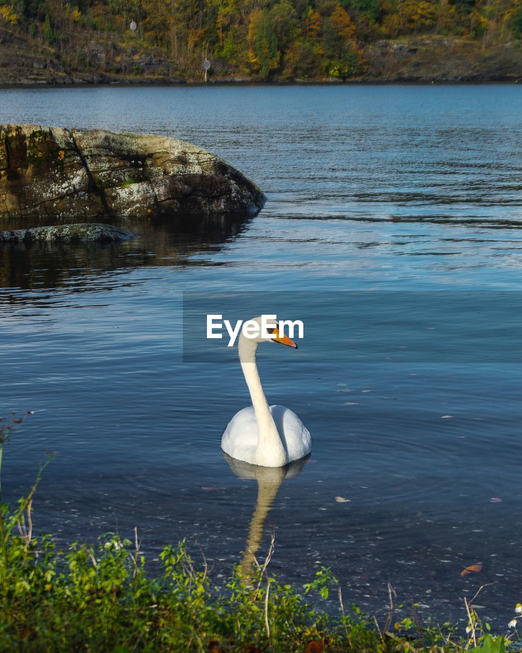 WHITE SWAN FLOATING ON LAKE