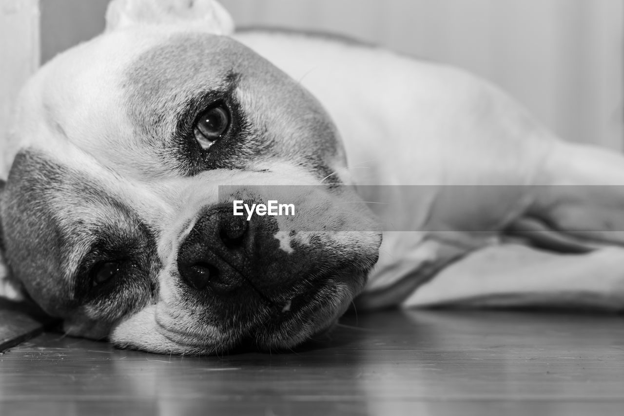 CLOSE-UP PORTRAIT OF A DOG LYING DOWN ON FLOOR