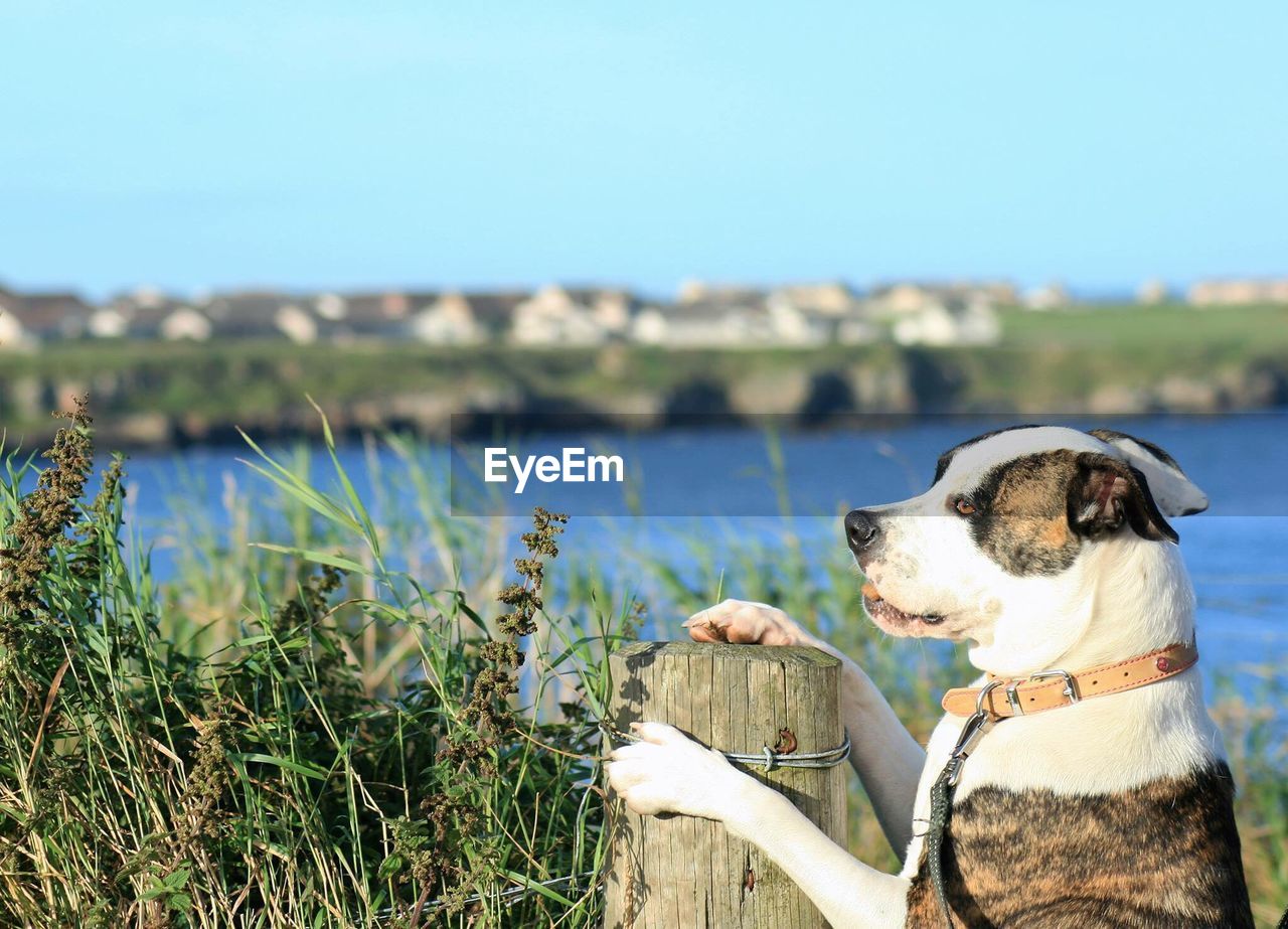 Close-up of dog sitting on grass against sky