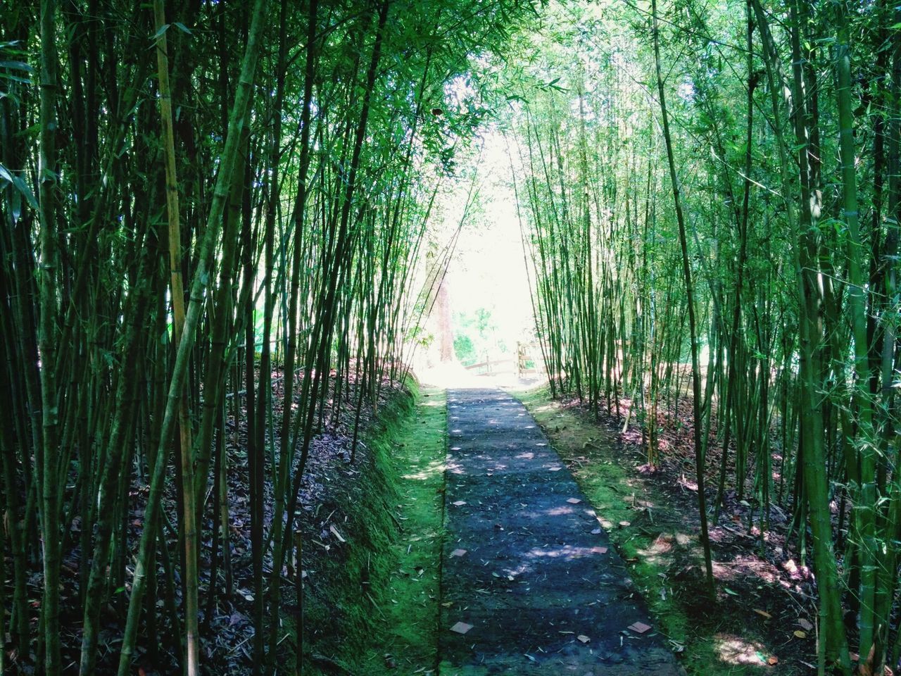 Footpath in bamboo grove