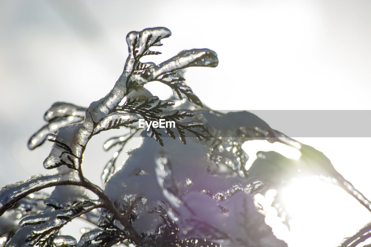 CLOSE-UP OF WATER ON PLANT AGAINST WHITE BACKGROUND