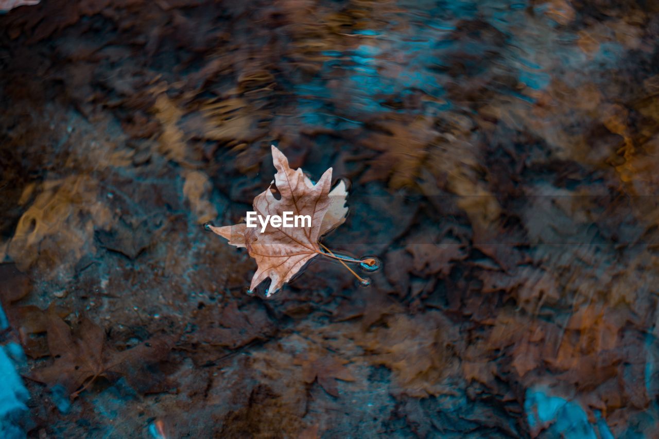 Close-up of maple leaf on water