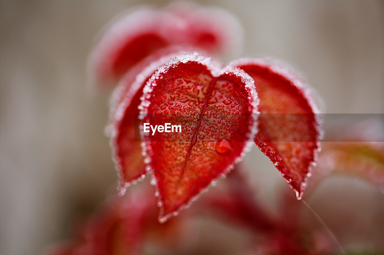 red, close-up, plant, flower, macro photography, petal, pink, love, heart shape, positive emotion, food and drink, freshness, food, nature, no people, emotion, fruit, selective focus, valentine's day, leaf, beauty in nature, focus on foreground, outdoors, healthy eating