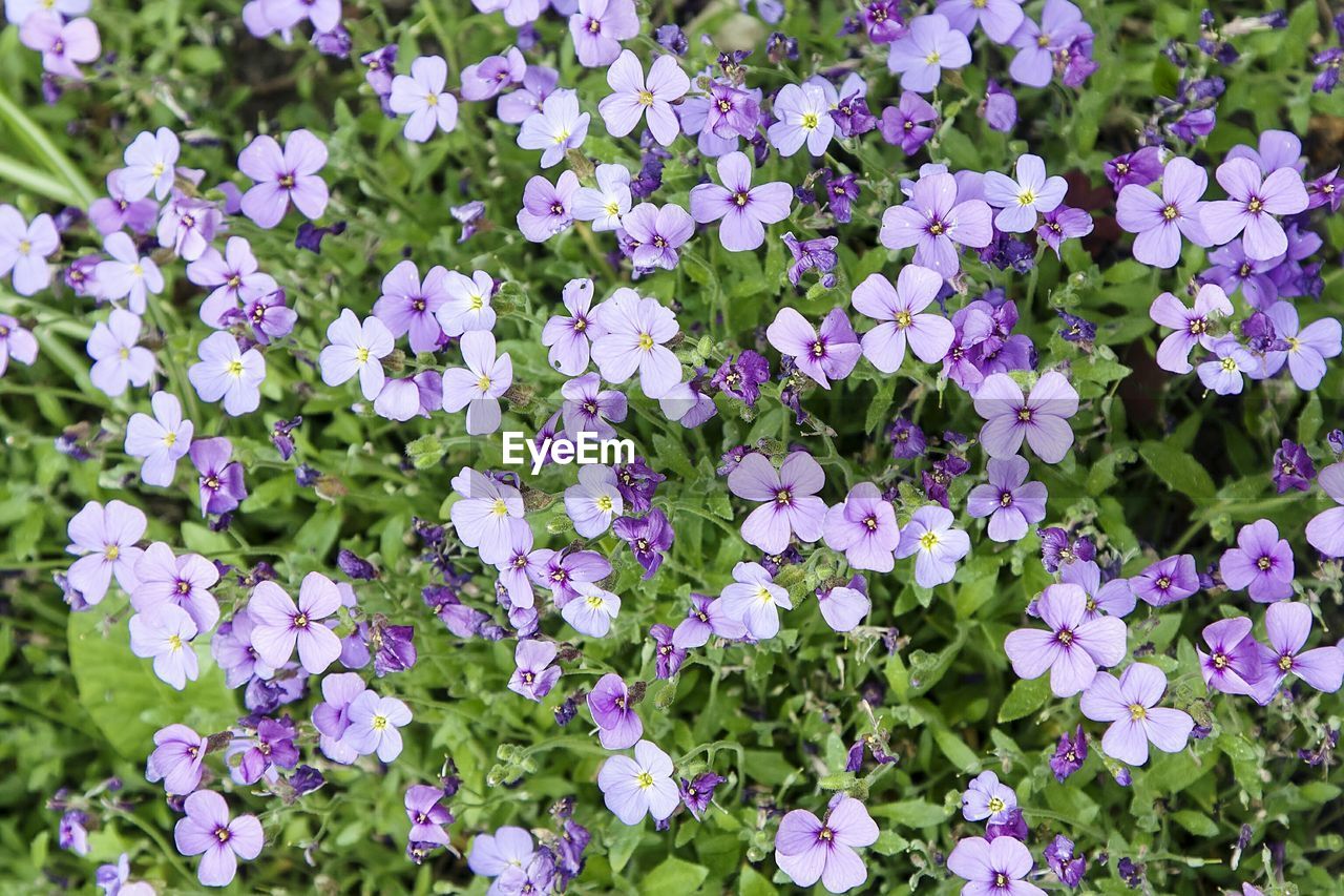 High angle view of purple flowers blooming in park