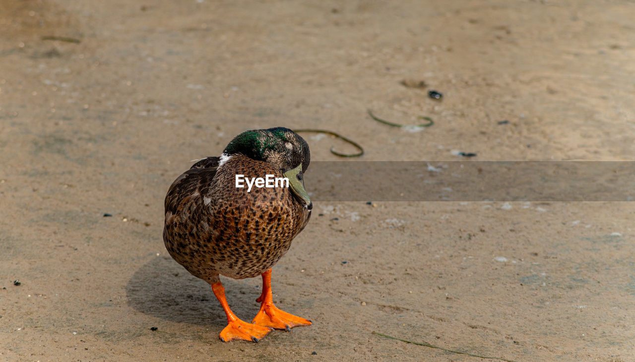 close-up of duck on lake