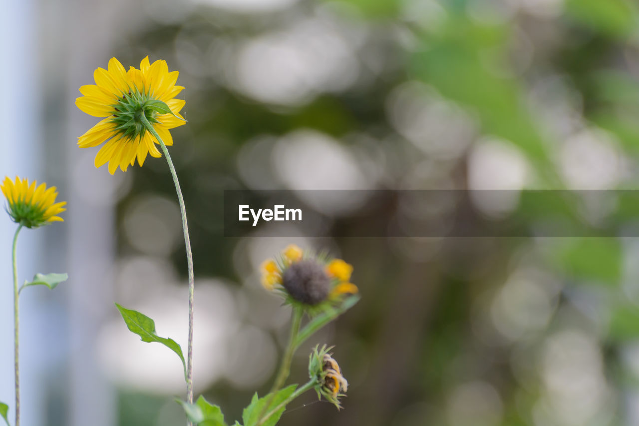 flower, plant, flowering plant, freshness, beauty in nature, nature, yellow, fragility, growth, flower head, close-up, focus on foreground, inflorescence, no people, petal, springtime, green, macro photography, outdoors, summer, blossom, botany, day, selective focus, environment, daisy, wildflower, meadow, sunlight, plant stem, landscape, plain, sky, plant part, multi colored