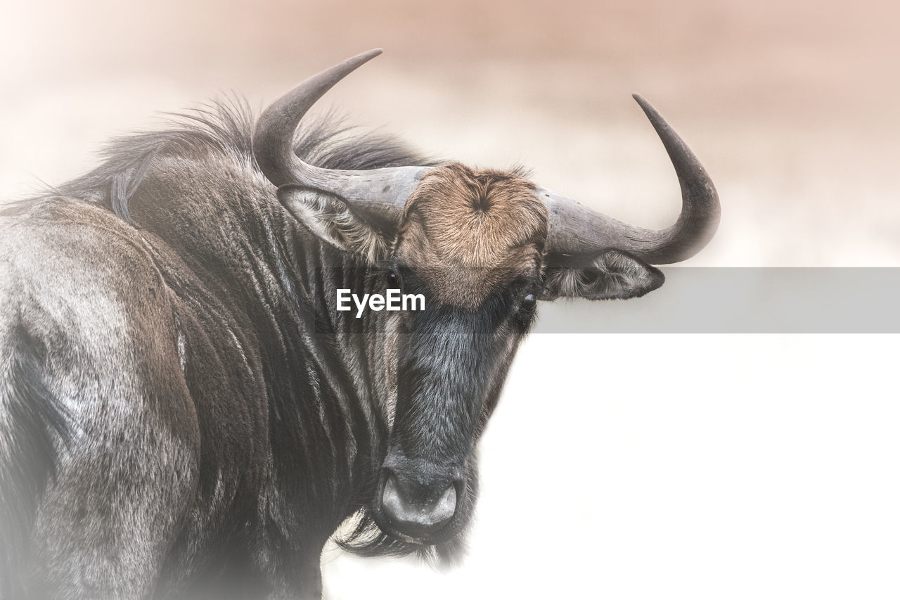 Close-up of a wildebeest