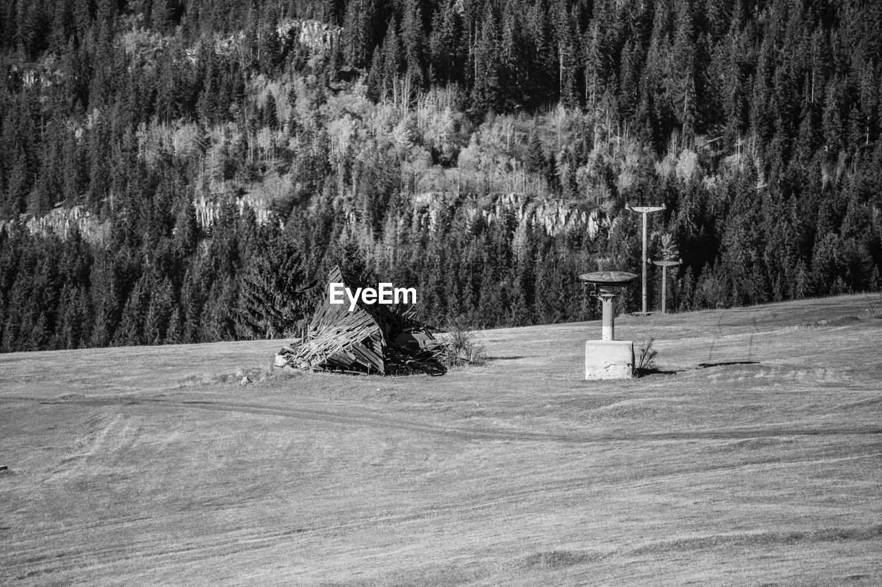 TREES ON FIELD IN WINTER