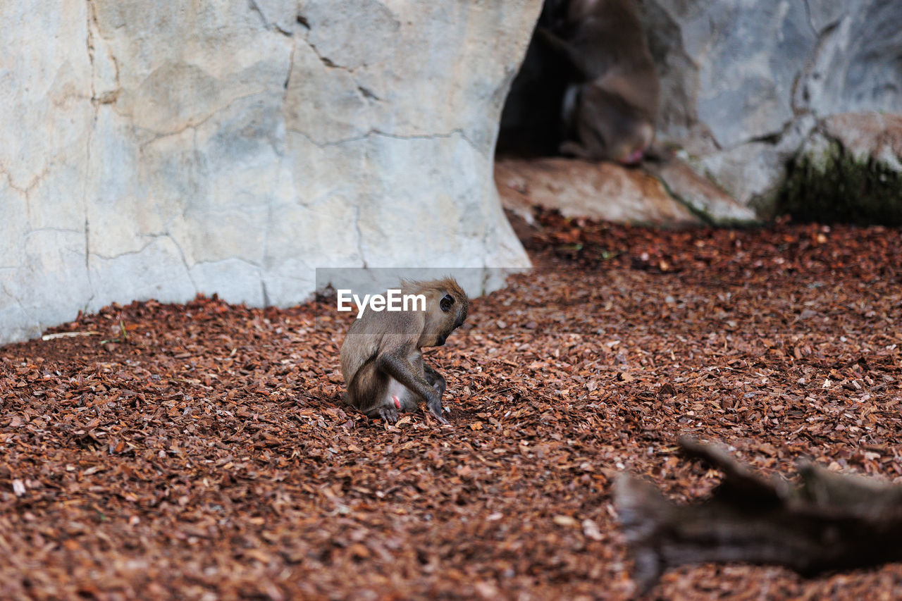 Old world monkey, family of primates known taxonomically as the cercopithecidae.