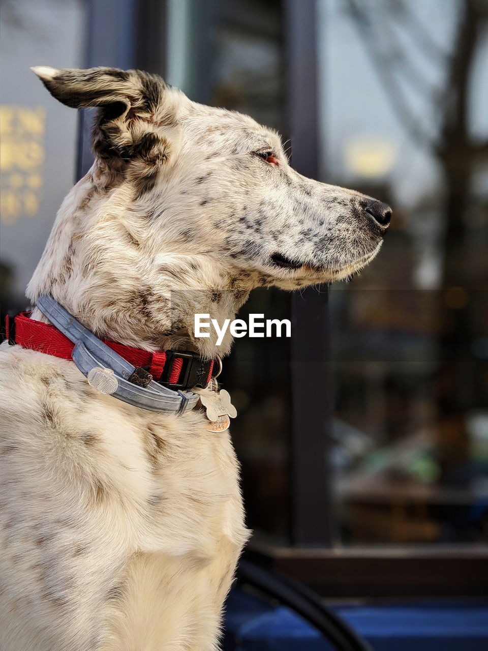 Profile view of dog looking away against window