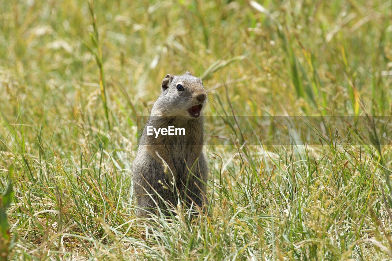 Cute alert marmot on grassy field