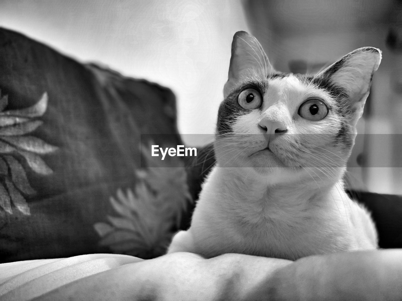 CLOSE-UP PORTRAIT OF A CAT AT HOME
