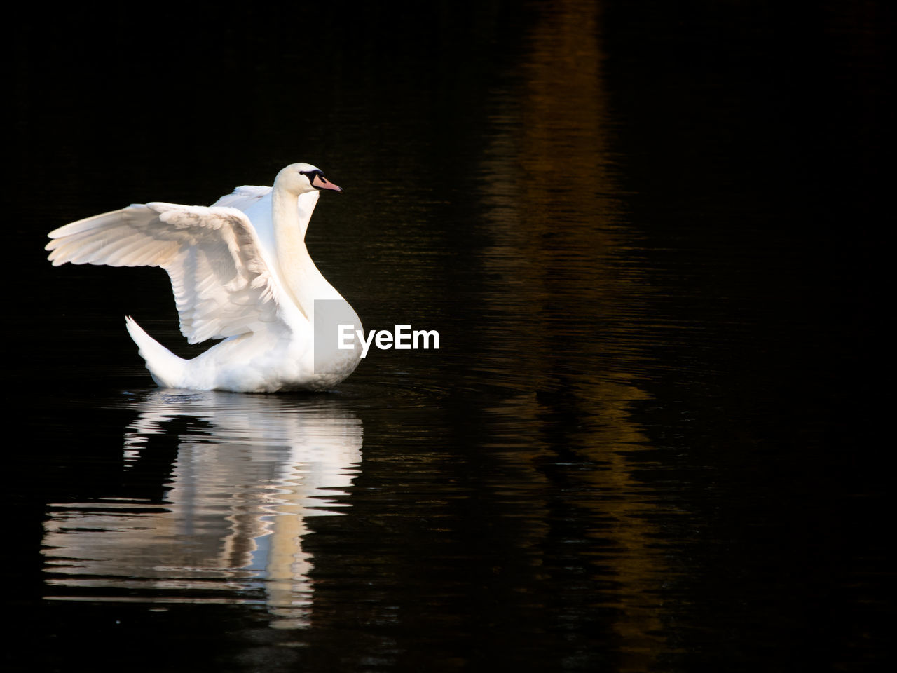 White swan with wings spread in lake, evening light reflection, cygnus olor