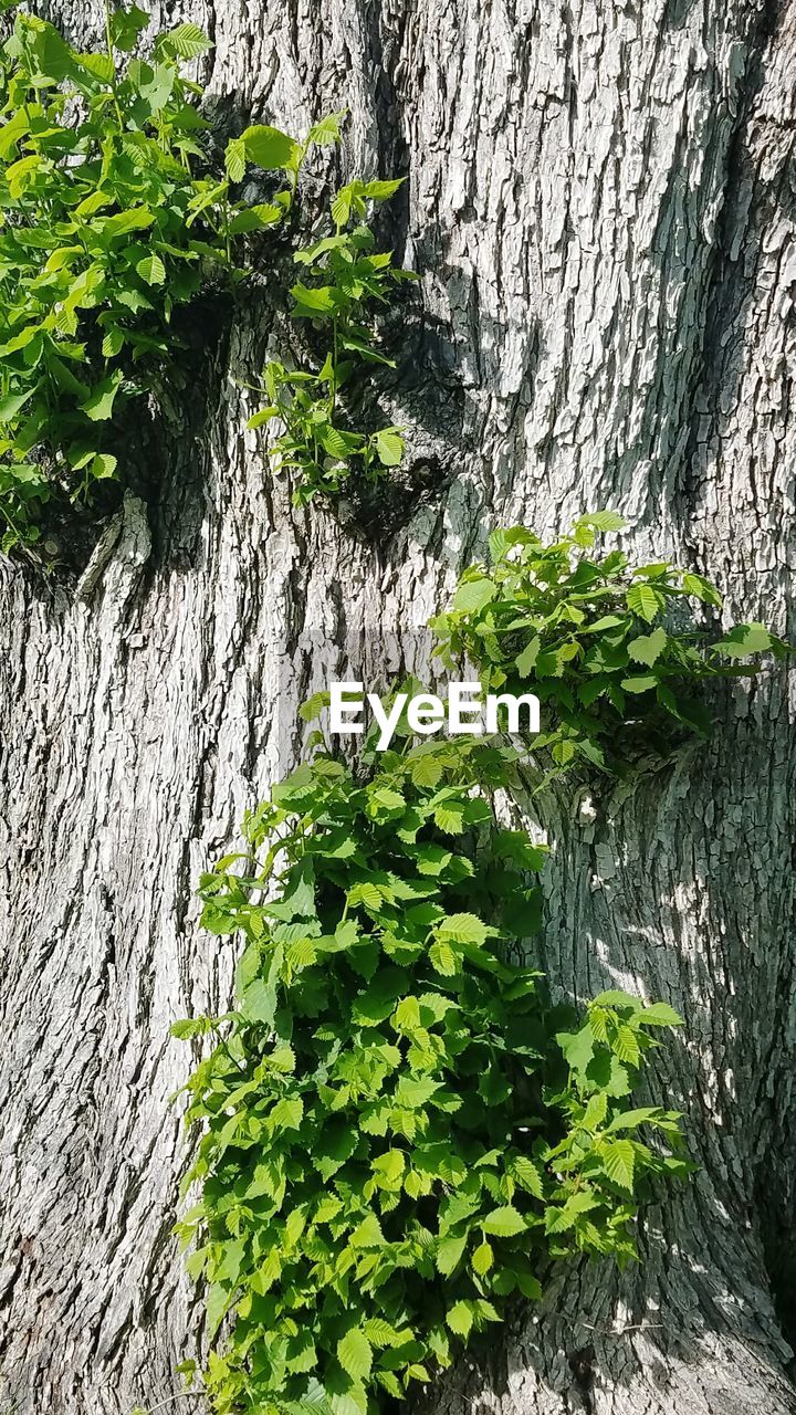 CLOSE-UP OF TREE TRUNK BY WALL