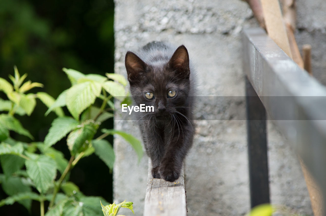 PORTRAIT OF BLACK CAT ON PLANT