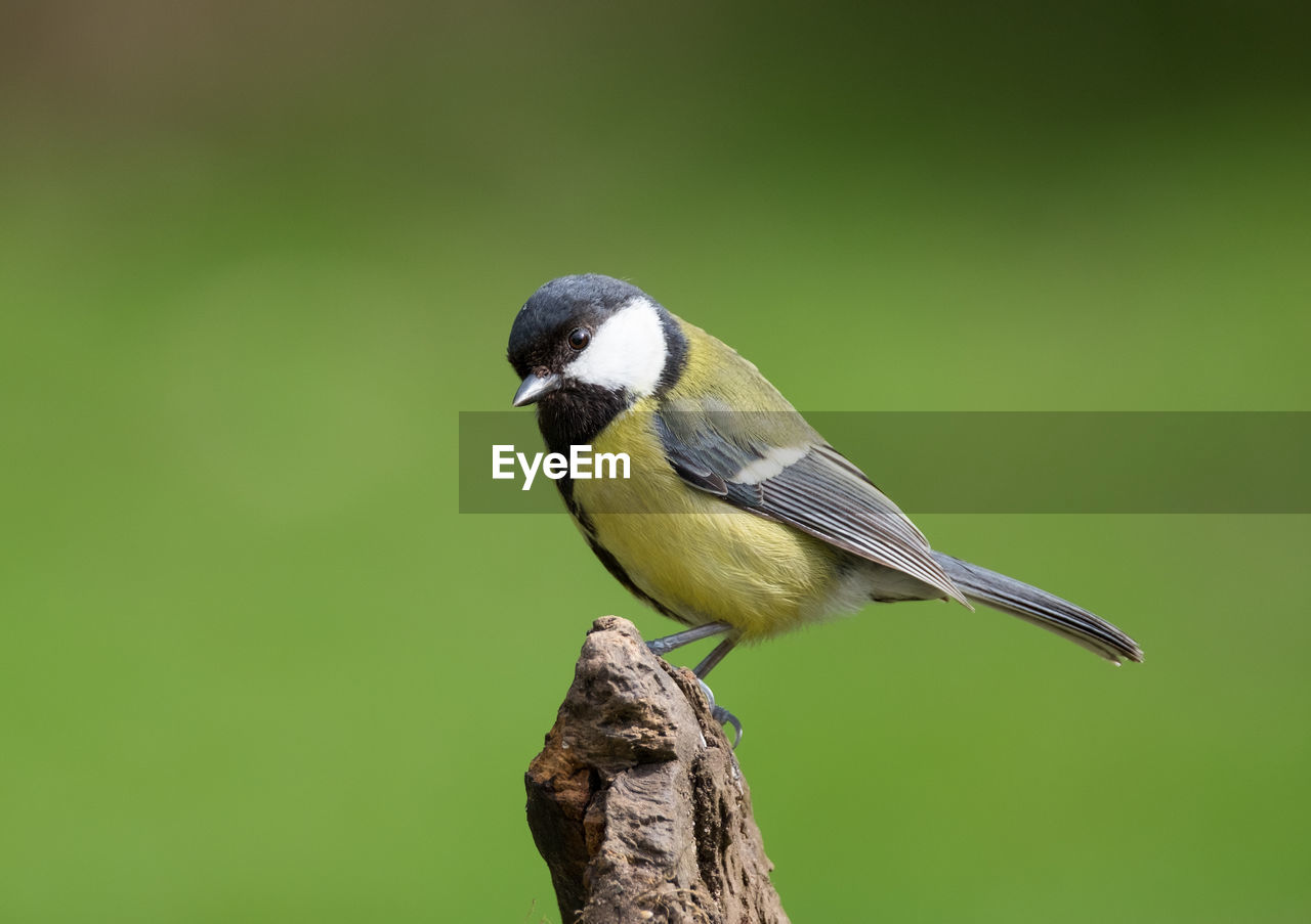 Close-up of great tit perching on wood