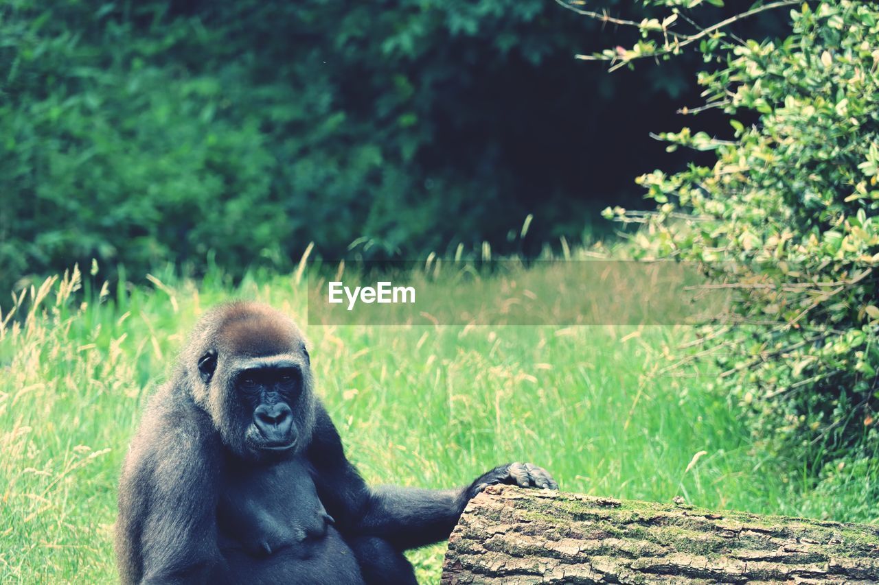 Monkey looking away while sitting on land