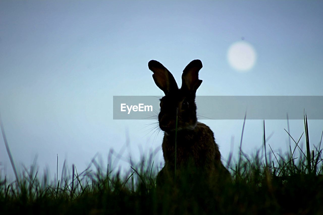 Rabbit on grassy field against sky at dusk