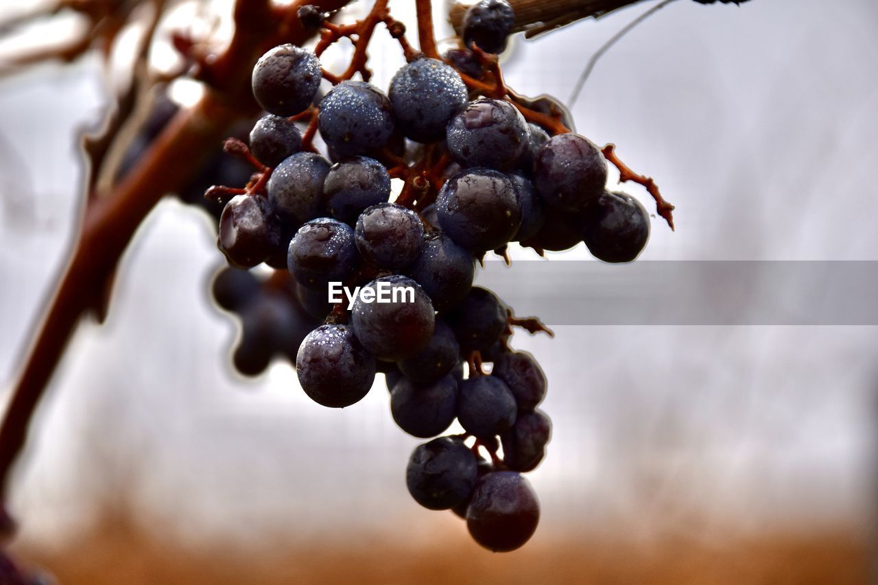 Close-up of grapes growing on plant