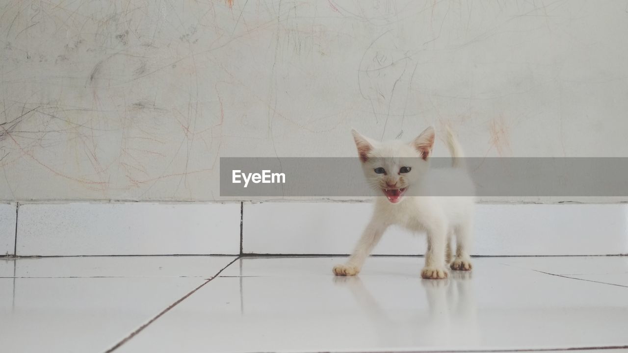 Portrait of white cat on tiled floor