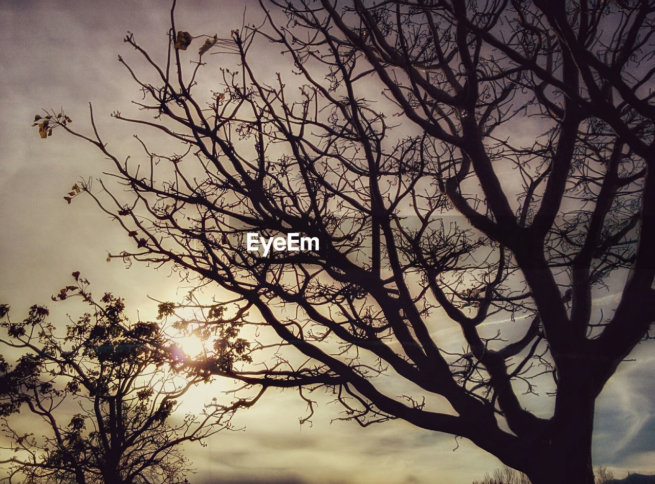 LOW ANGLE VIEW OF BARE TREES AGAINST SKY AT SUNSET