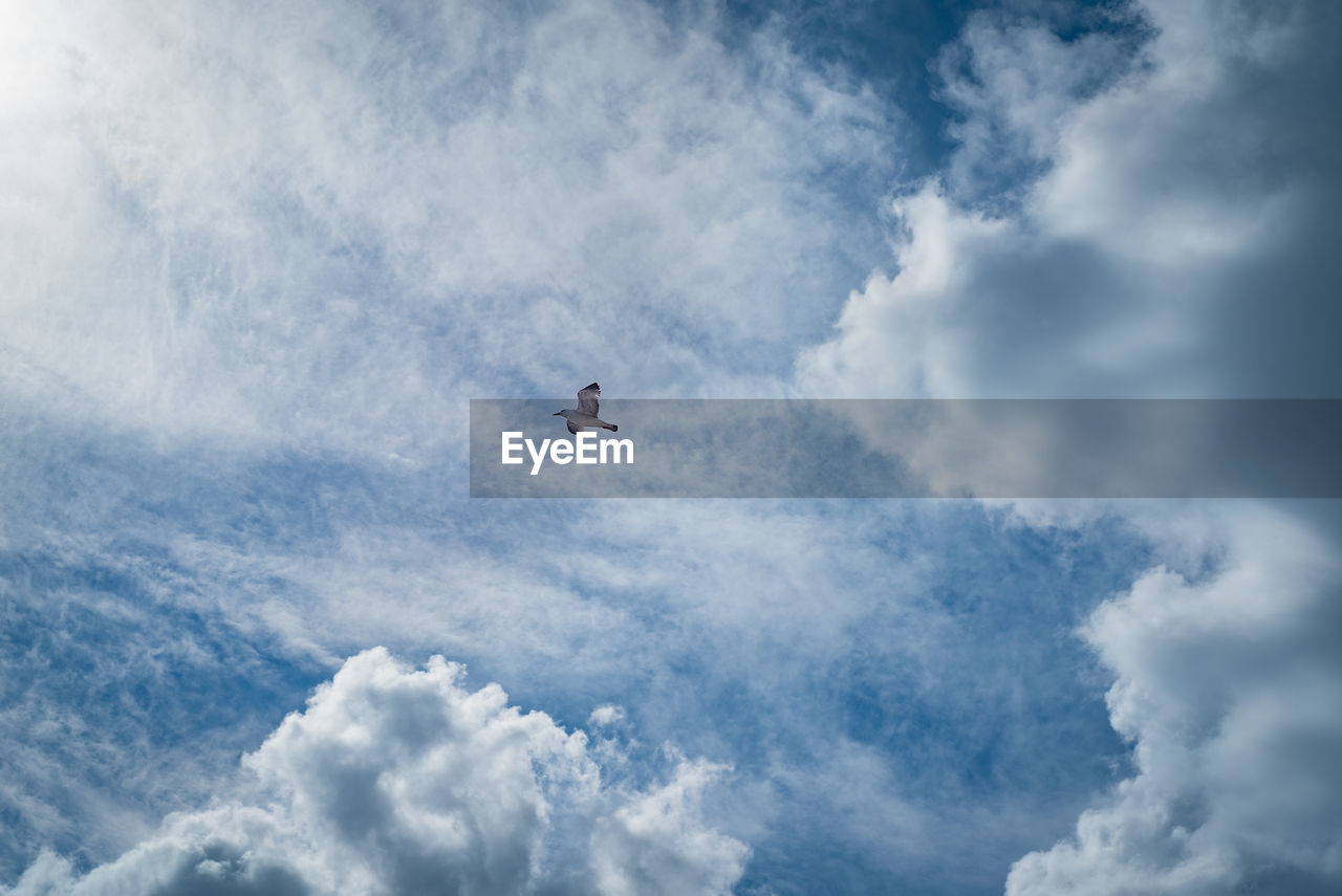 Low angle view of bird flying in sky