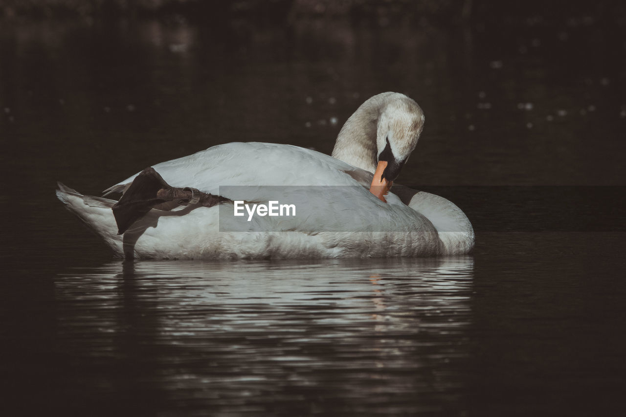 Swan swimming in lake