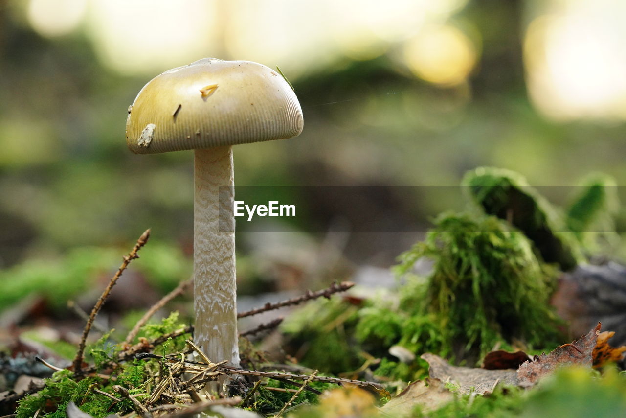fungus, mushroom, vegetable, food, nature, plant, growth, forest, land, macro photography, close-up, moss, tree, food and drink, woodland, agaricaceae, green, no people, selective focus, toadstool, edible mushroom, autumn, beauty in nature, surface level, outdoors, focus on foreground, freshness, day, penny bun, fragility, leaf, agaricus