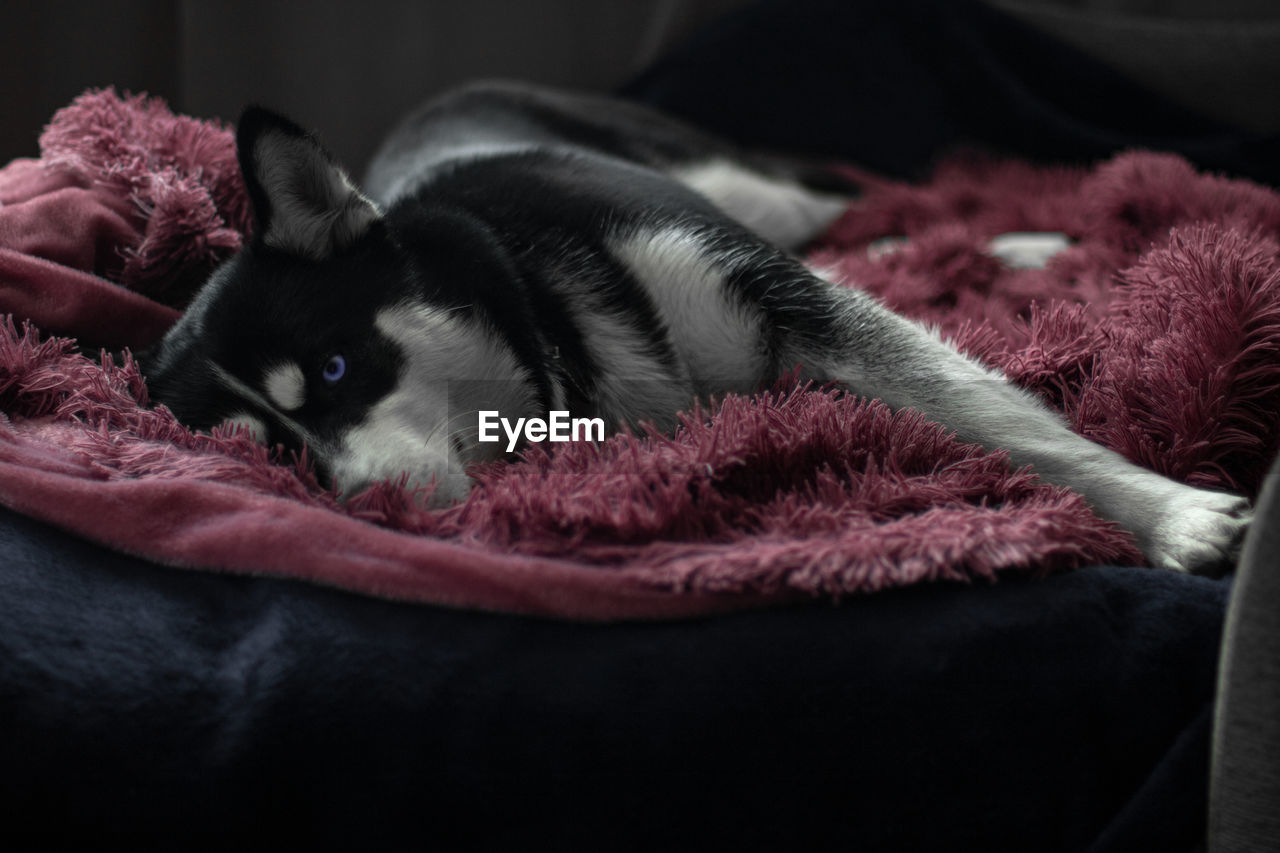 CAT LYING ON A BED