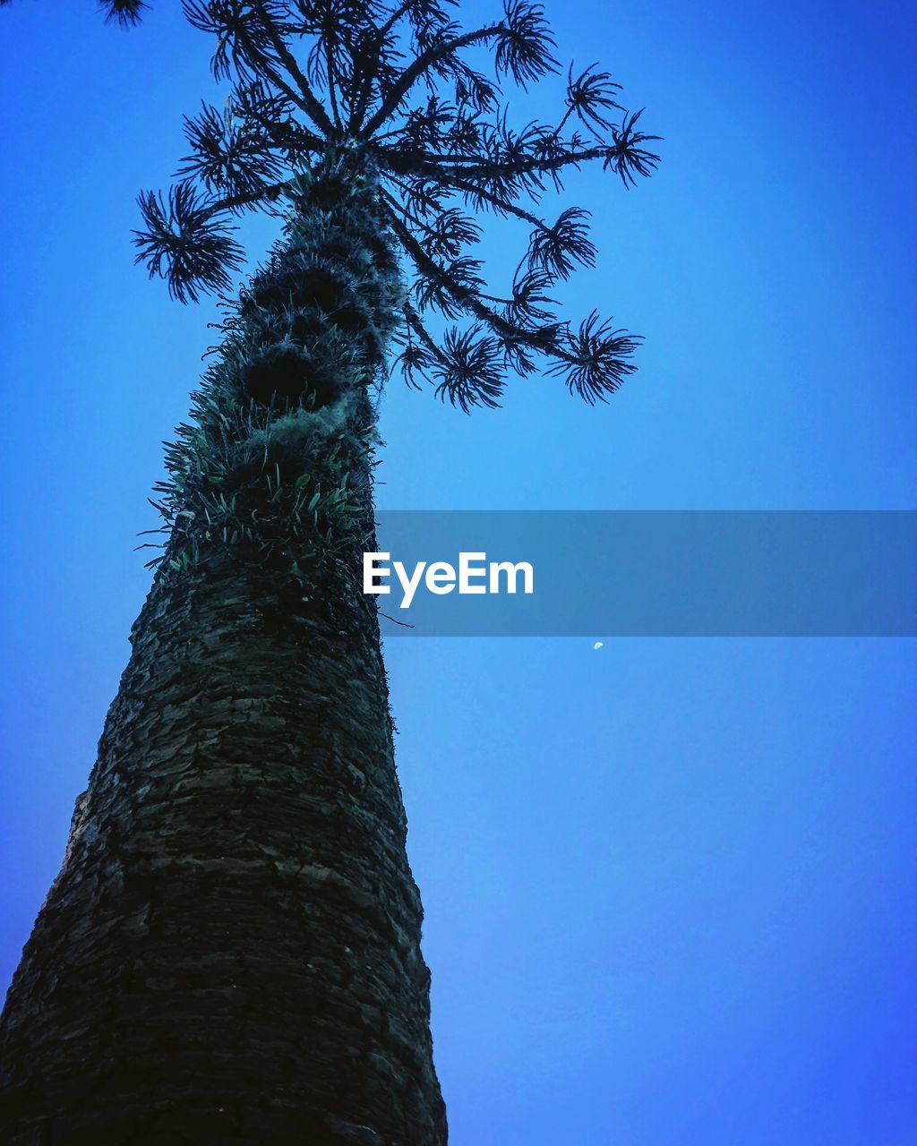 LOW ANGLE VIEW OF BARE TREE AGAINST BLUE SKY