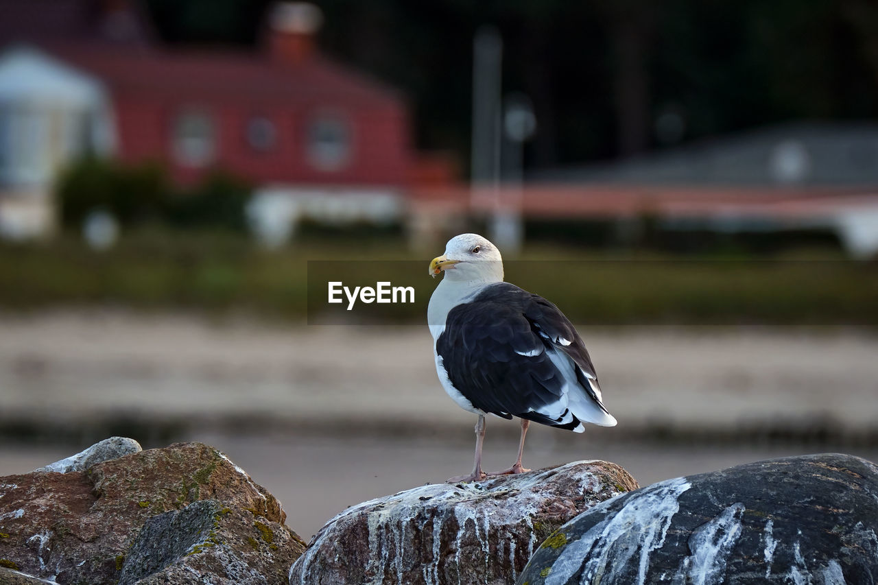 SEAGULL PERCHING ON ROCK AGAINST BLURRED BACKGROUND