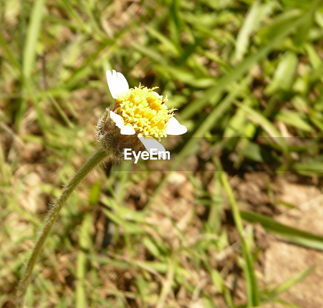 CLOSE-UP OF WHITE FLOWERS BLOOMING OUTDOORS