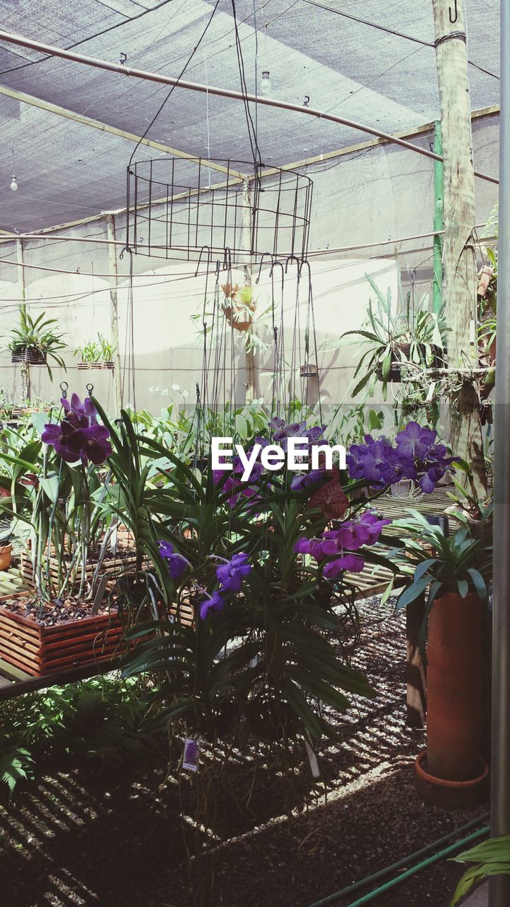 Flowers in greenhouse