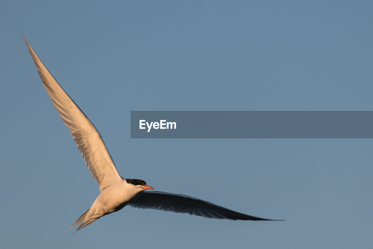 Low angle view of bird flying against clear sky