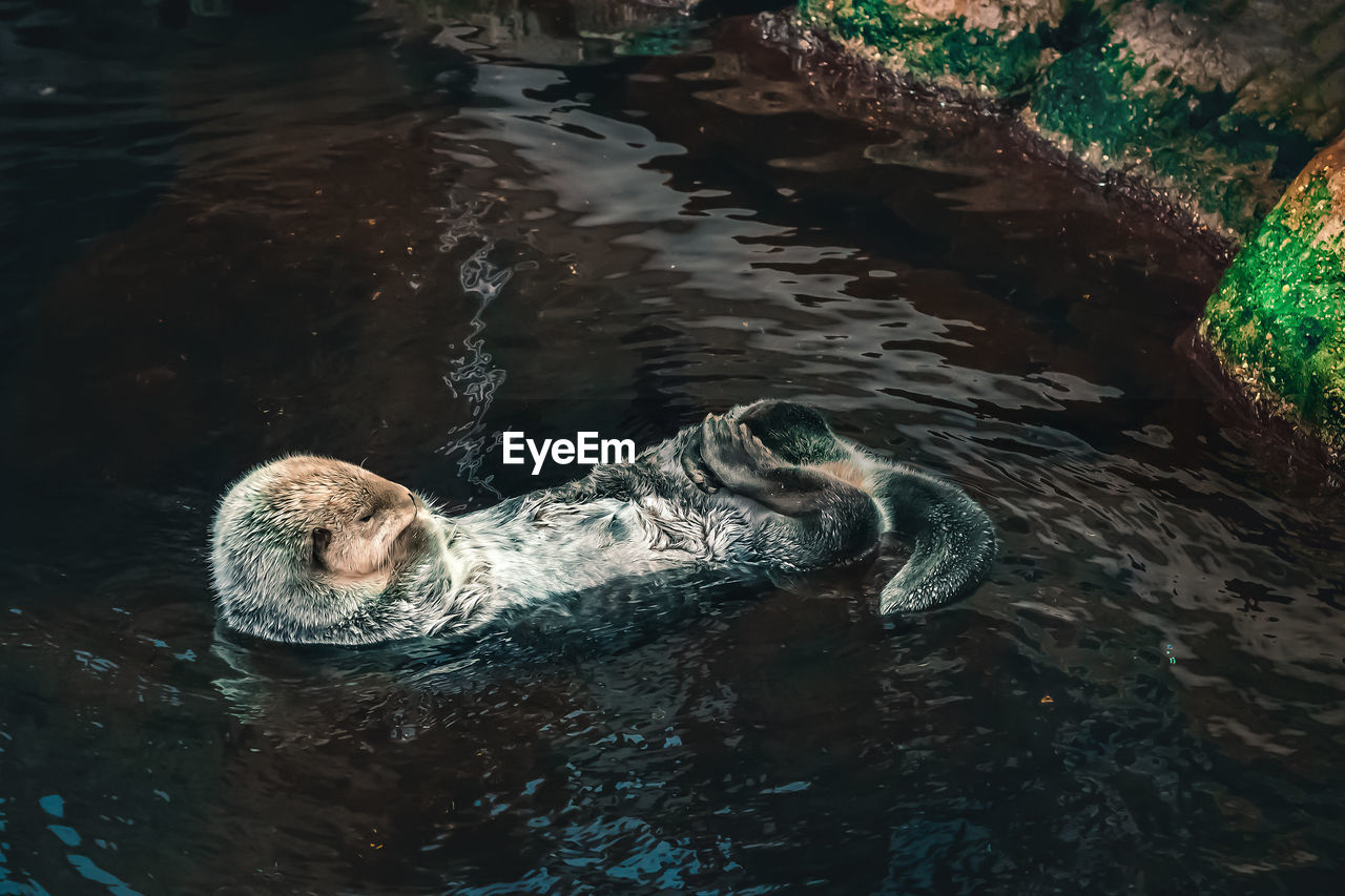 High angle view of otter in lake