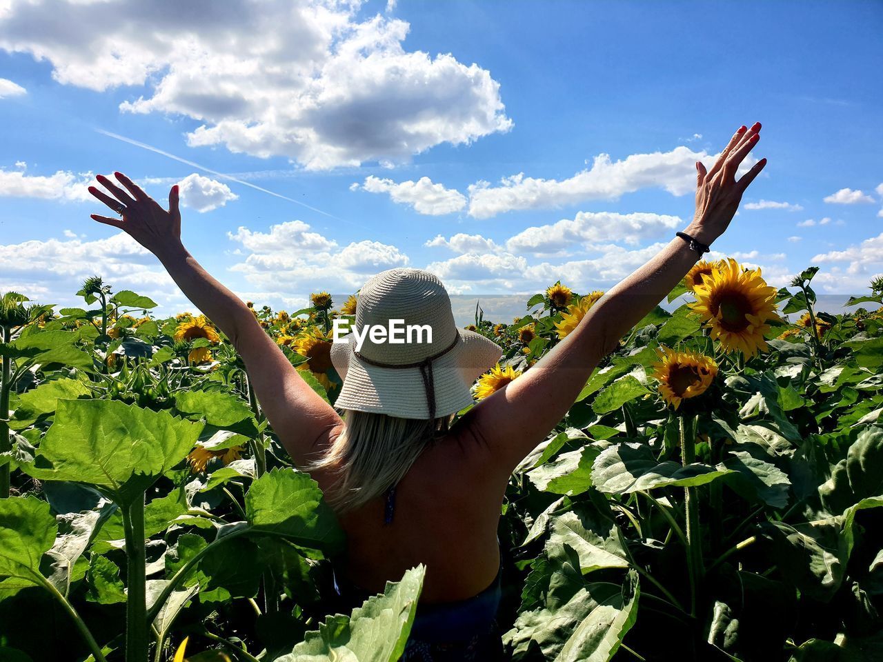 Low angle view of sunflower on plant against sky