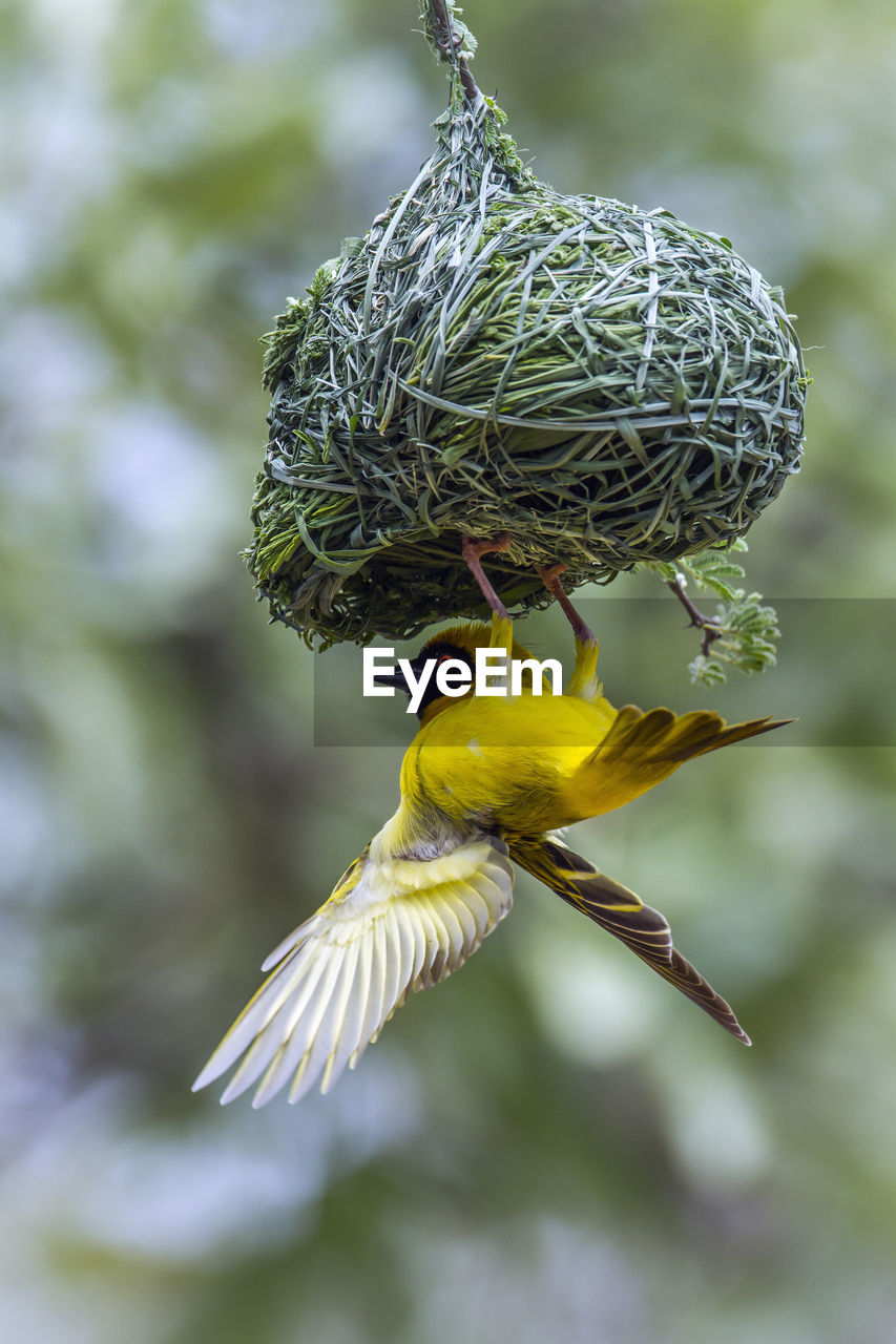 Close-up of bird on nest