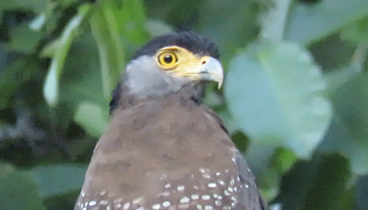 bird, animal themes, animal, bird of prey, beak, animal wildlife, one animal, wildlife, falcon, hawk, close-up, focus on foreground, nature, no people, animal body part, eagle, outdoors, day, portrait