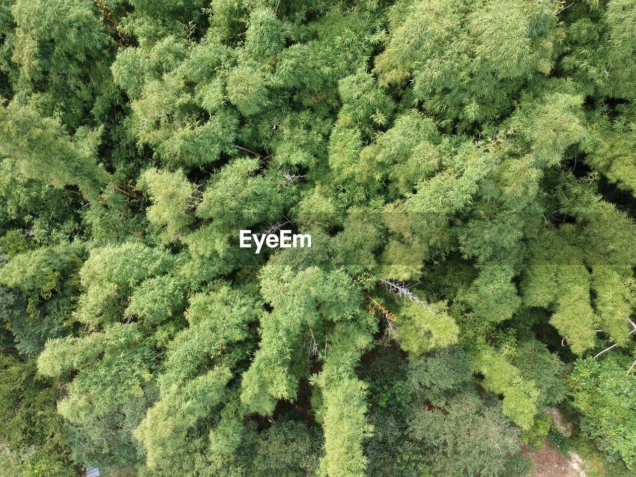 High angle view of plants growing in forest