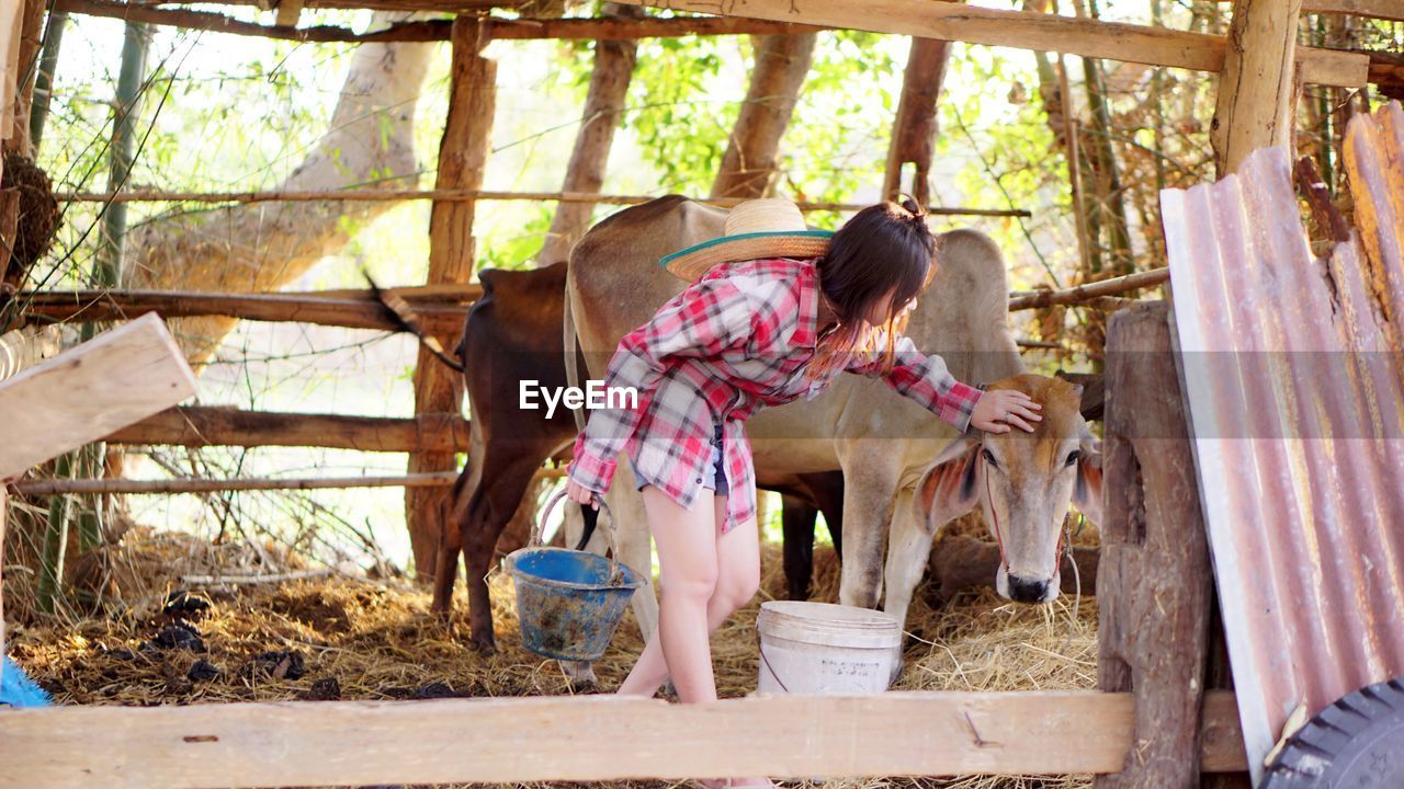 Woman touching cow while standing at farm