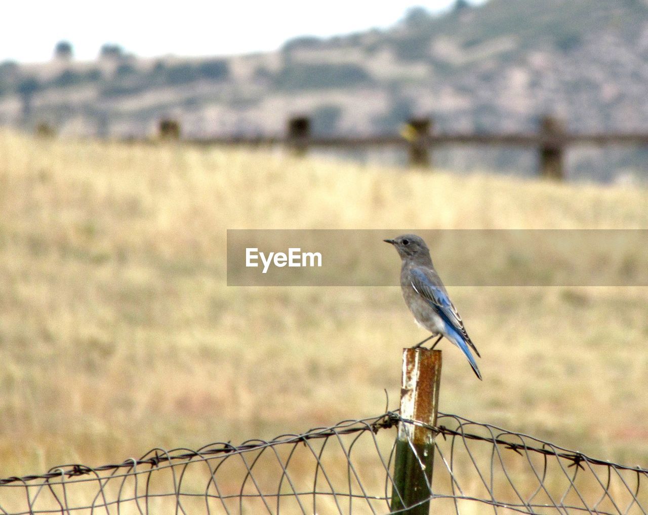 BIRD PERCHING ON METAL FENCE