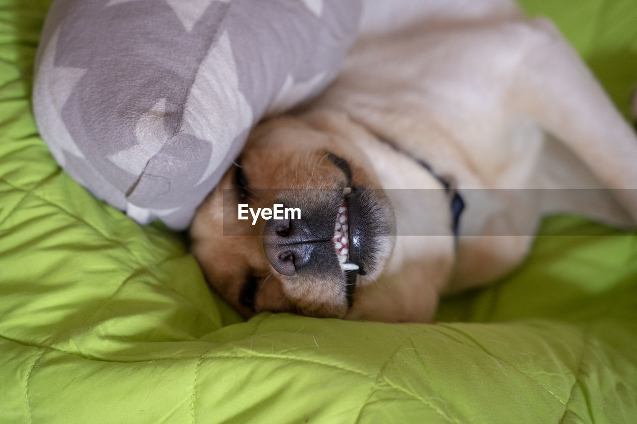 Close-up of a dog sleeping on bed