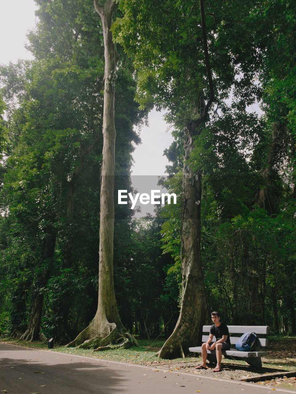 Man sitting on bench by road against trees