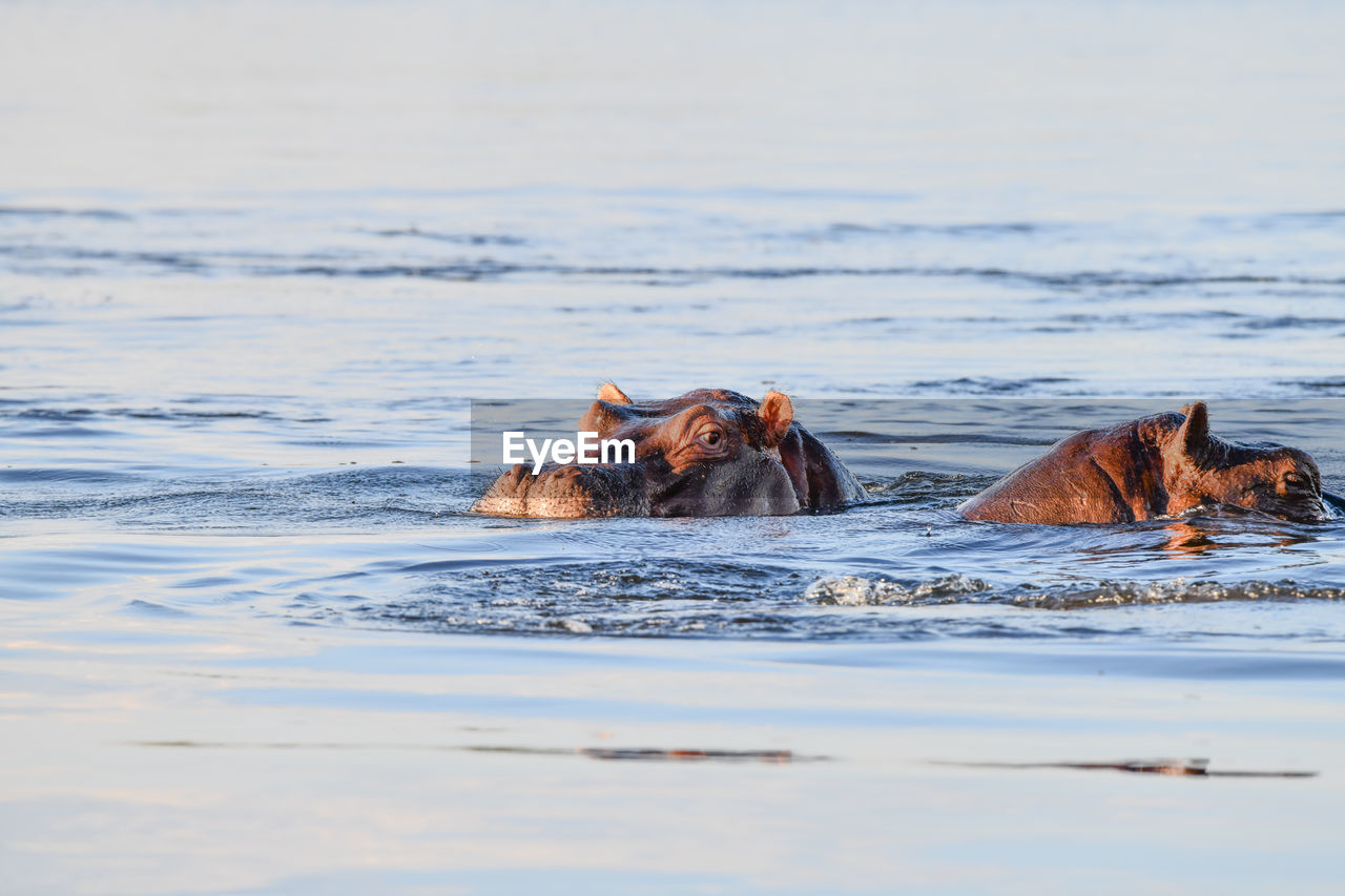 PEOPLE SWIMMING IN SEA