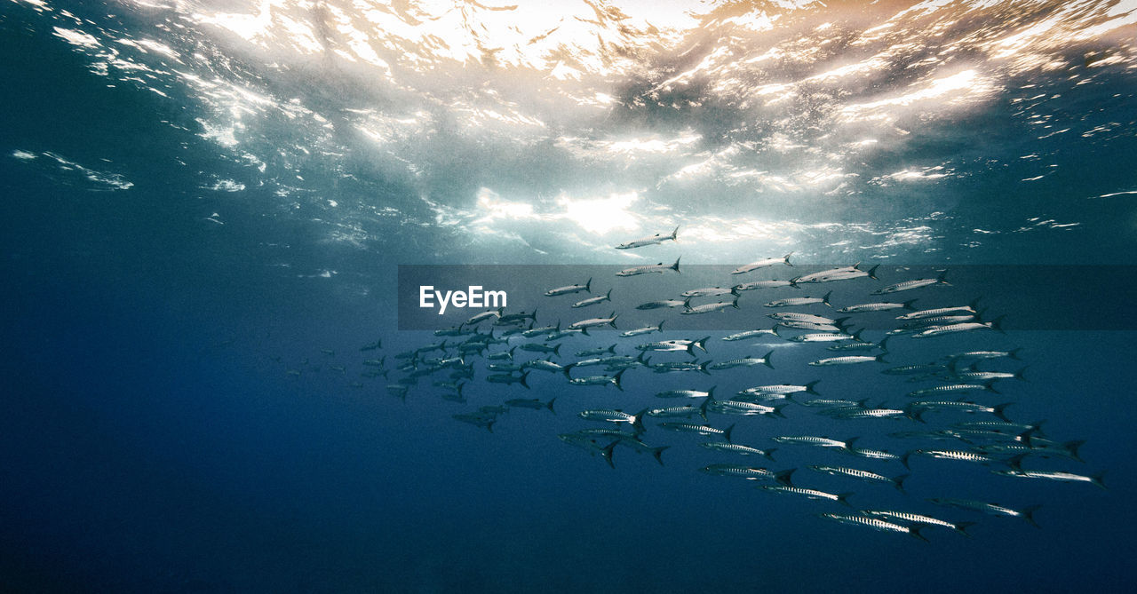 Fishes swimming in sea