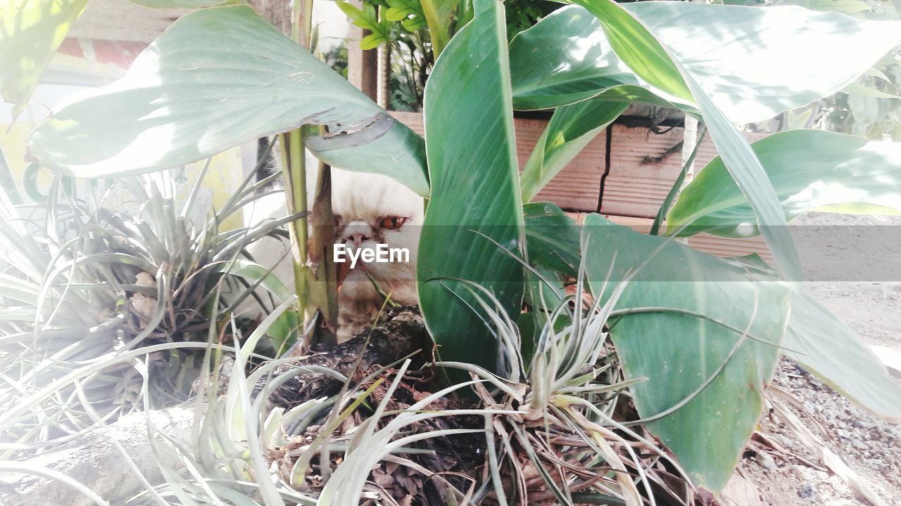 CLOSE-UP OF PLANTS AGAINST TREES