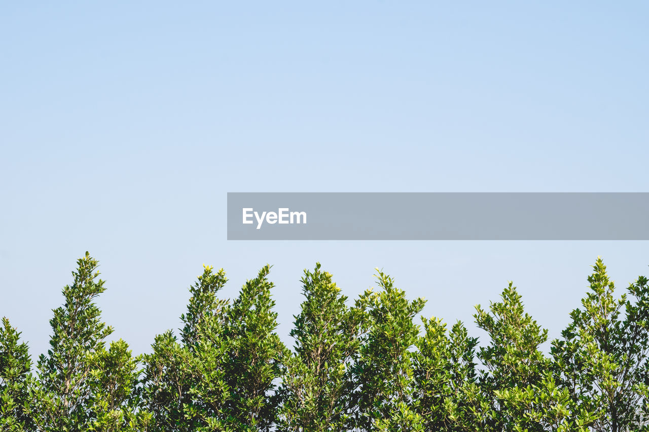 LOW ANGLE VIEW OF TREES AGAINST SKY IN FOREST