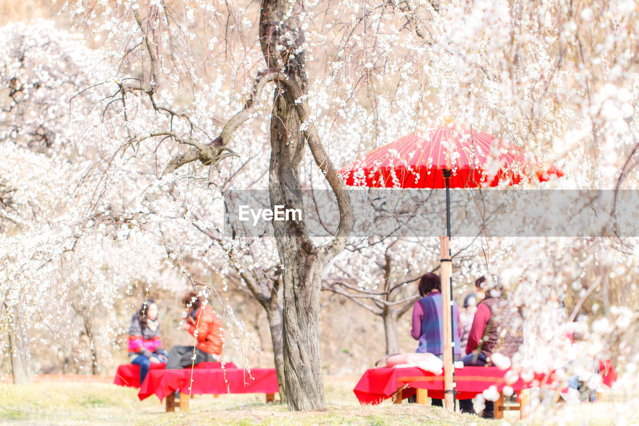 People sitting by cherry blossom trees at park