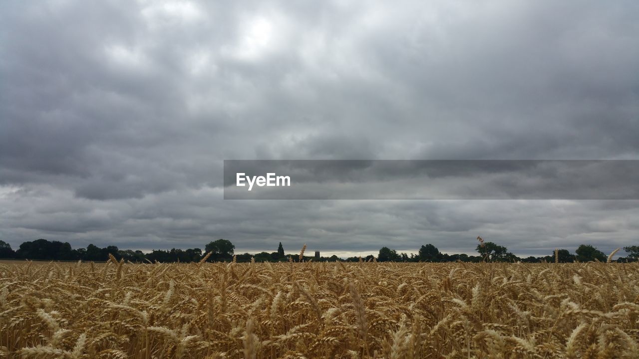 FIELD AGAINST SKY