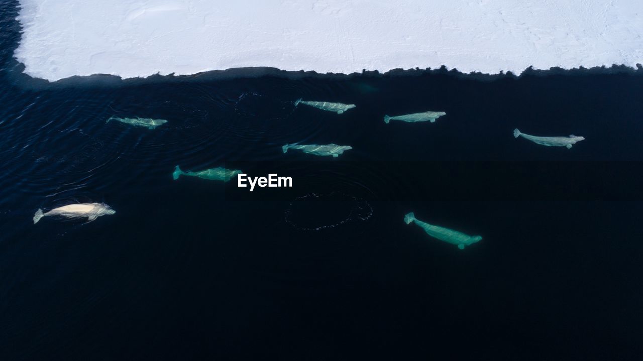 A pod of beluga whales feeding at the ice edge on svalbard, in the high arctic